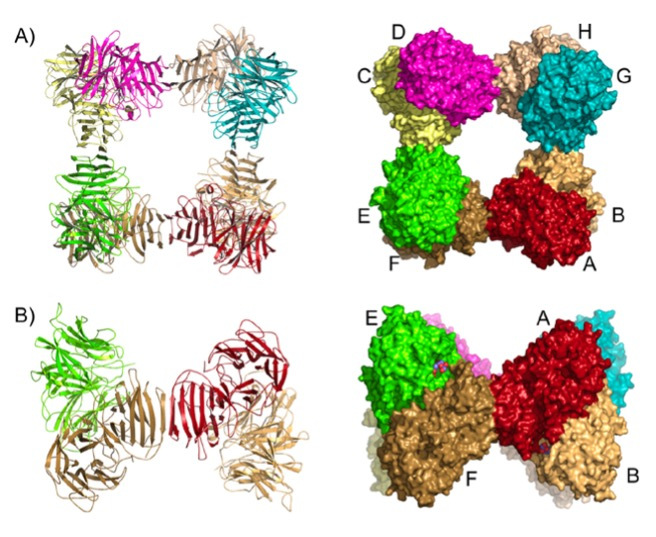 Sucrose Structure