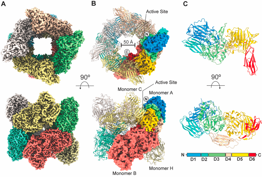 Structure of Thermotoga maritima β-galactosidase