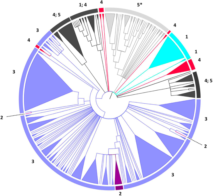 Phylogenetic analysis of GHF2 enzymes