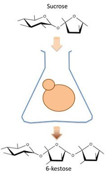 Invertase Structure